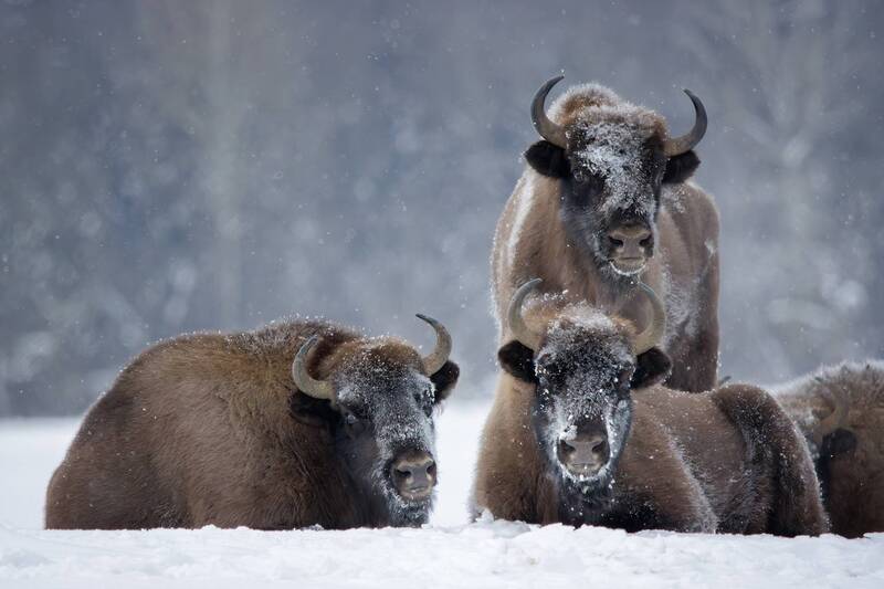 Исполины фото превью