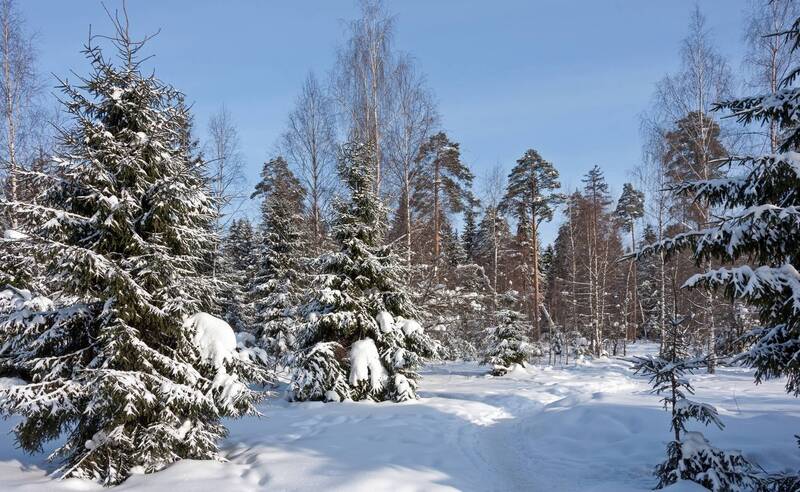 Февральский лес фото превью