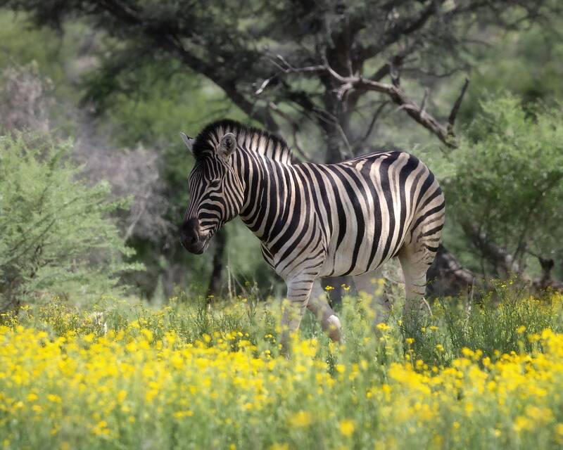 Зебруня фото превью