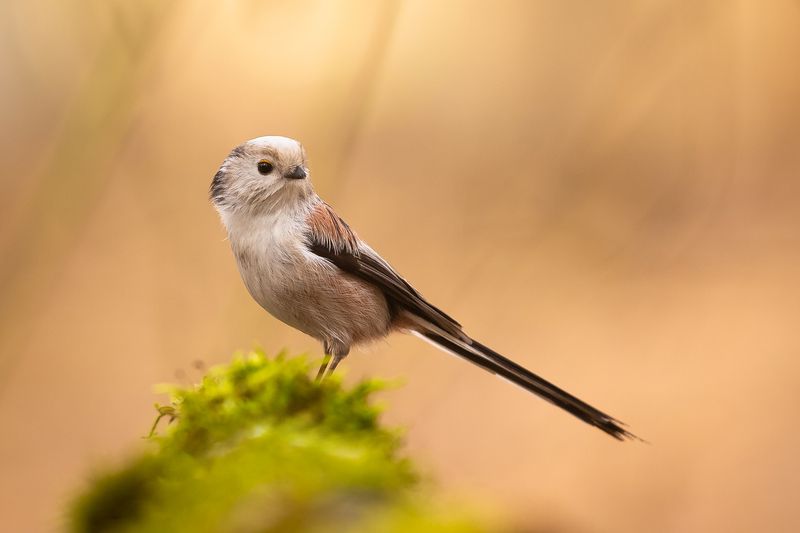Long-tailed Ti фото превью