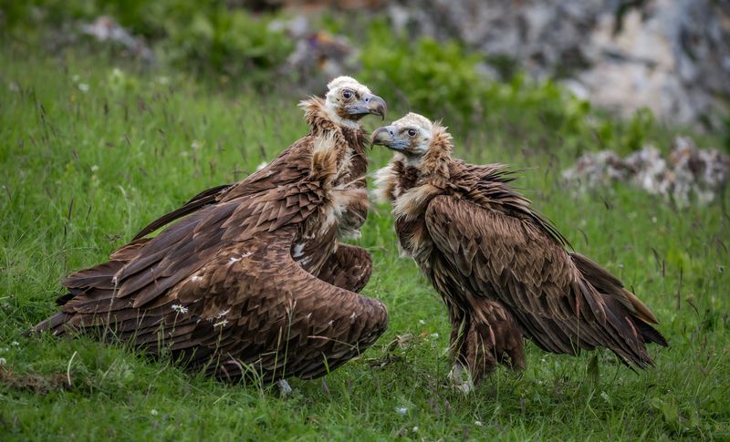 Подозрительные.  фото превью