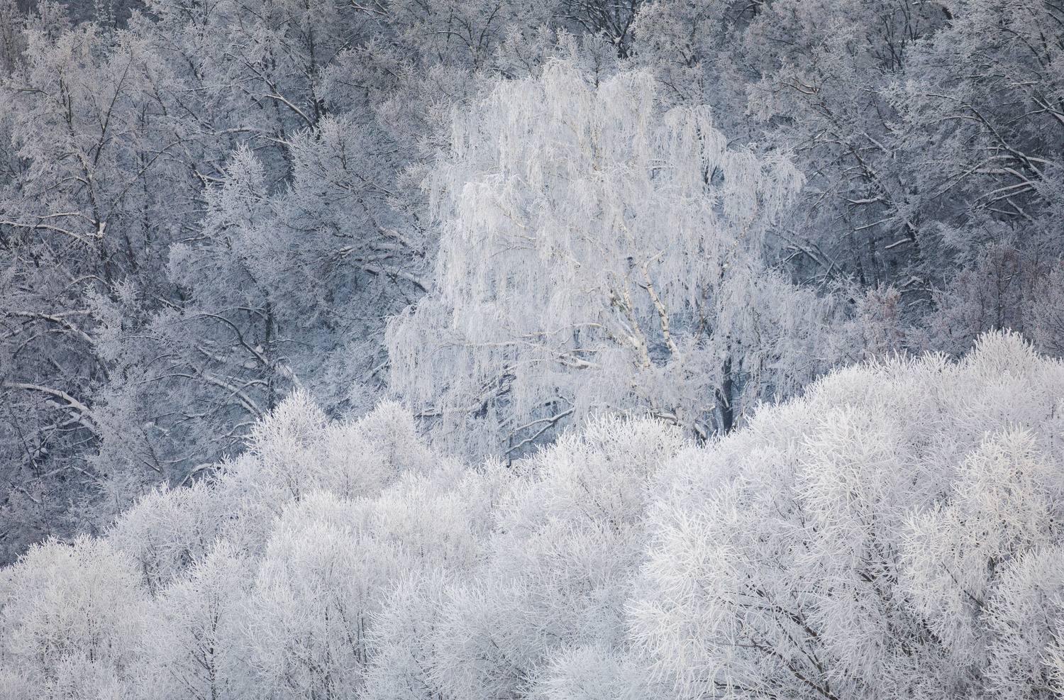 зима, природа, иней, холод, мороз, деревья, лес, минимализм, Жгилёв Сергей