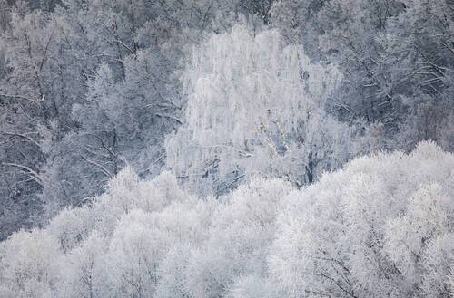 Закутались в иней.
