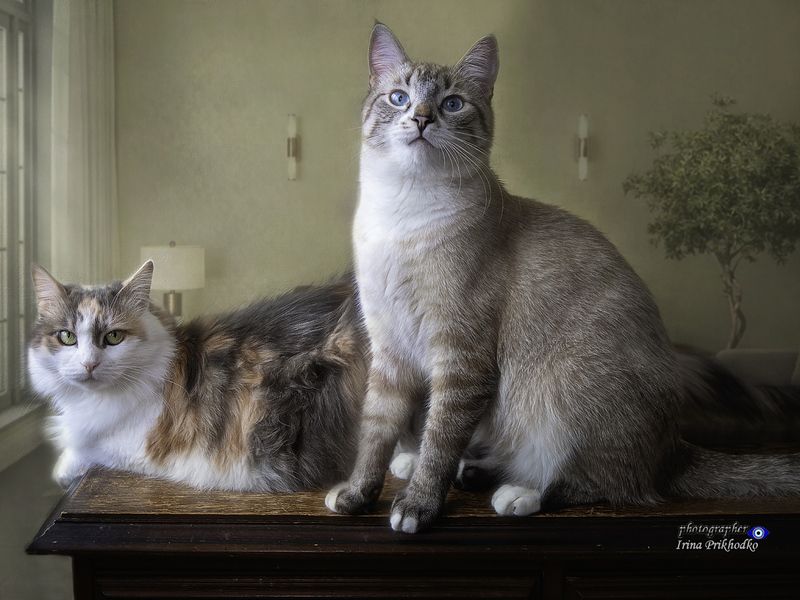 кошки, питомцы, портреты животных, домашние животные Семейный кошачий портрет в интерьере фото превью