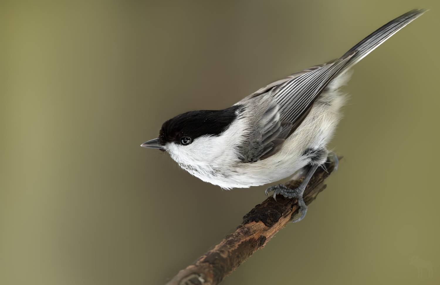 wildlife, birdwatching, nature, bird photography, птица, фотоохота, природа, пухляк, Полина Шальнева