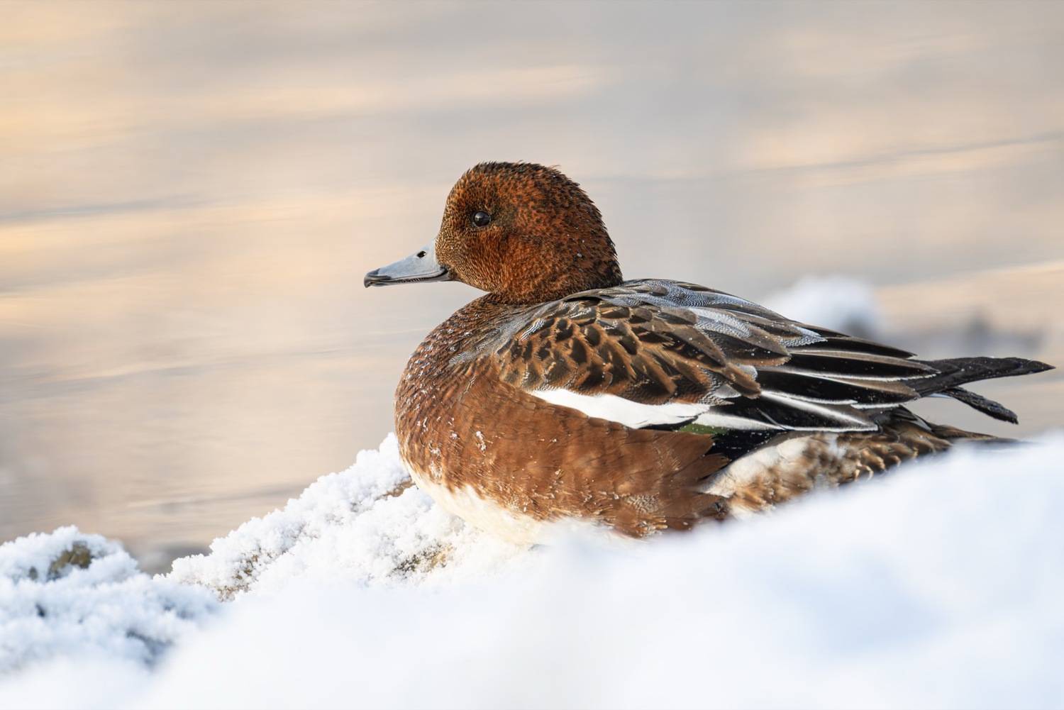 свиязь, утки, птицы, утка, Ruslan Pl