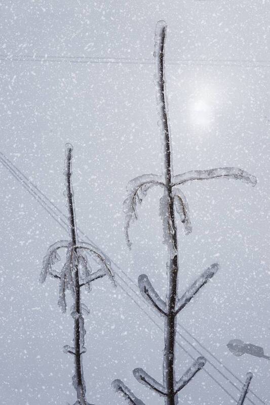 После ледяного дождя фото превью