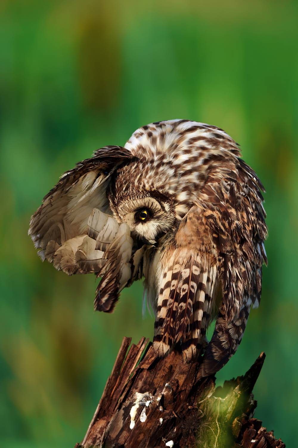 , Александр Велин