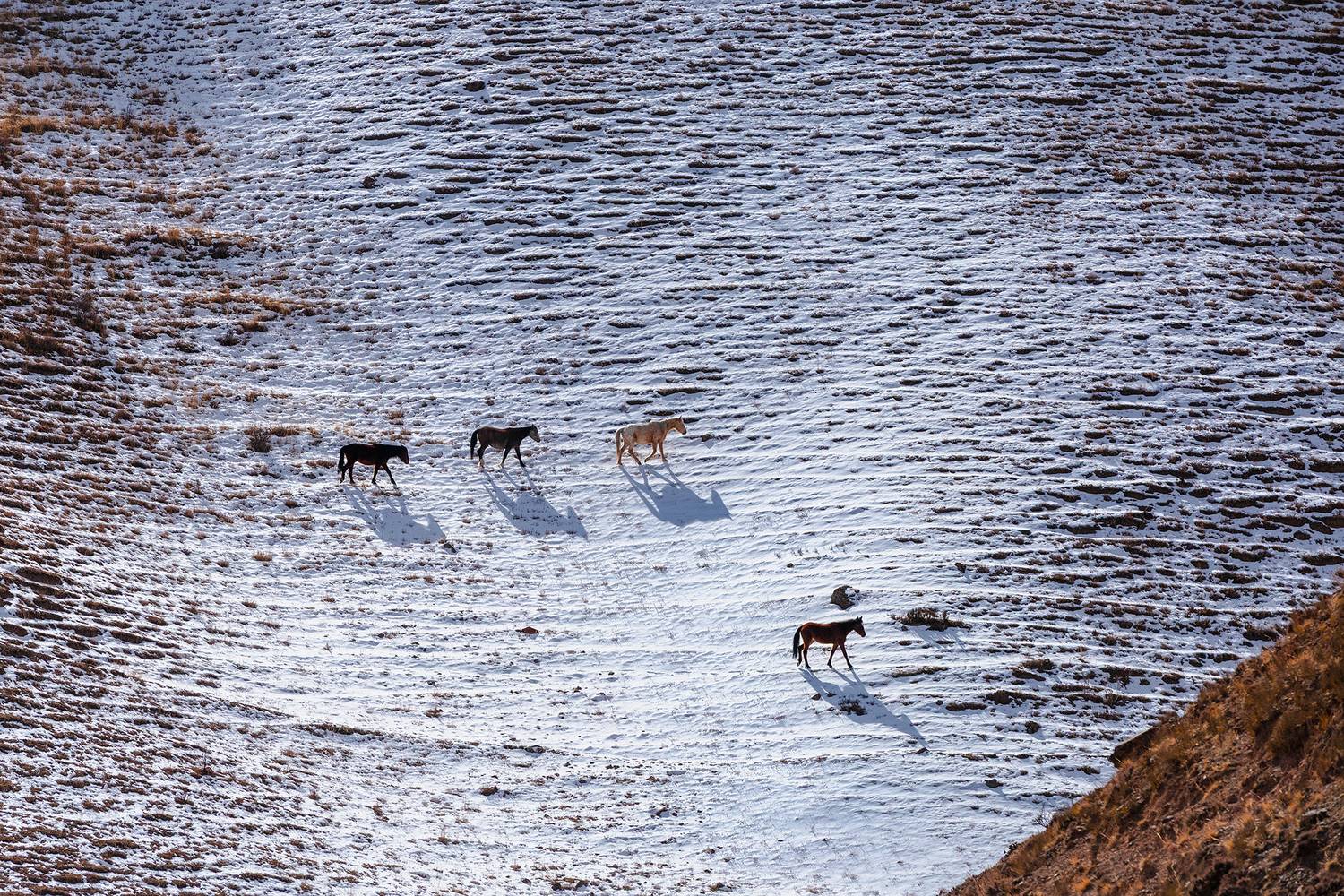 кыргызстан, Элина Магалимова