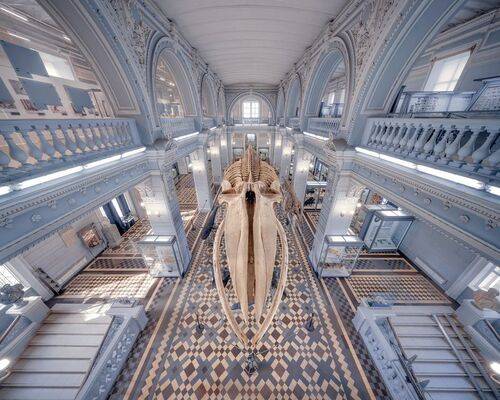 Зоологический музей Зоологического института РАН 