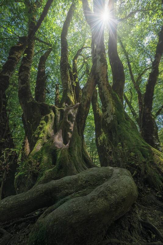 Старый граб фото превью