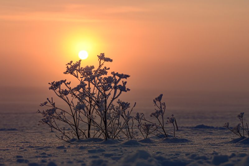 Снег, мороз, солнце, туман, гатчина Мороз фото превью