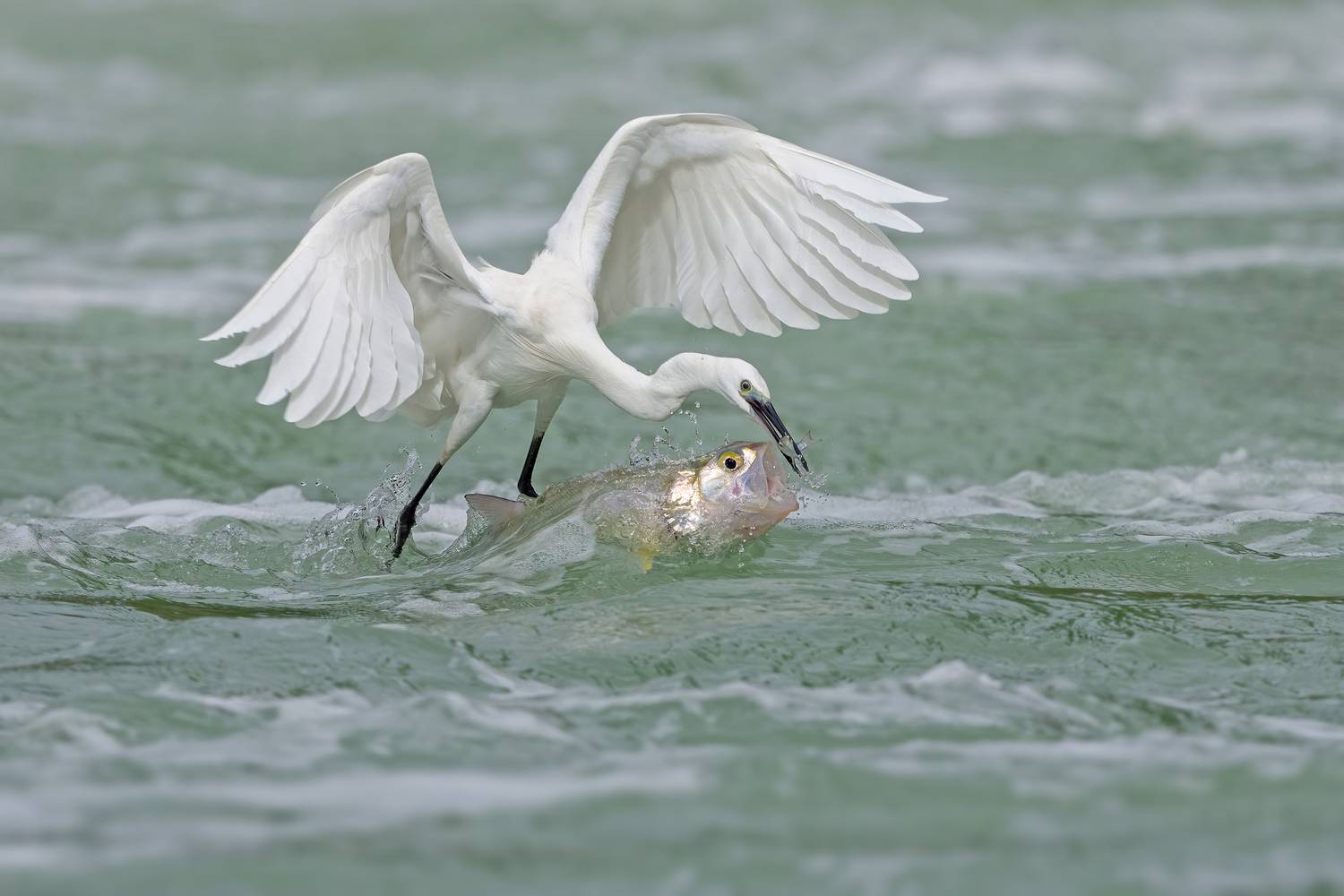 egret, fish, Lin Xiaoping