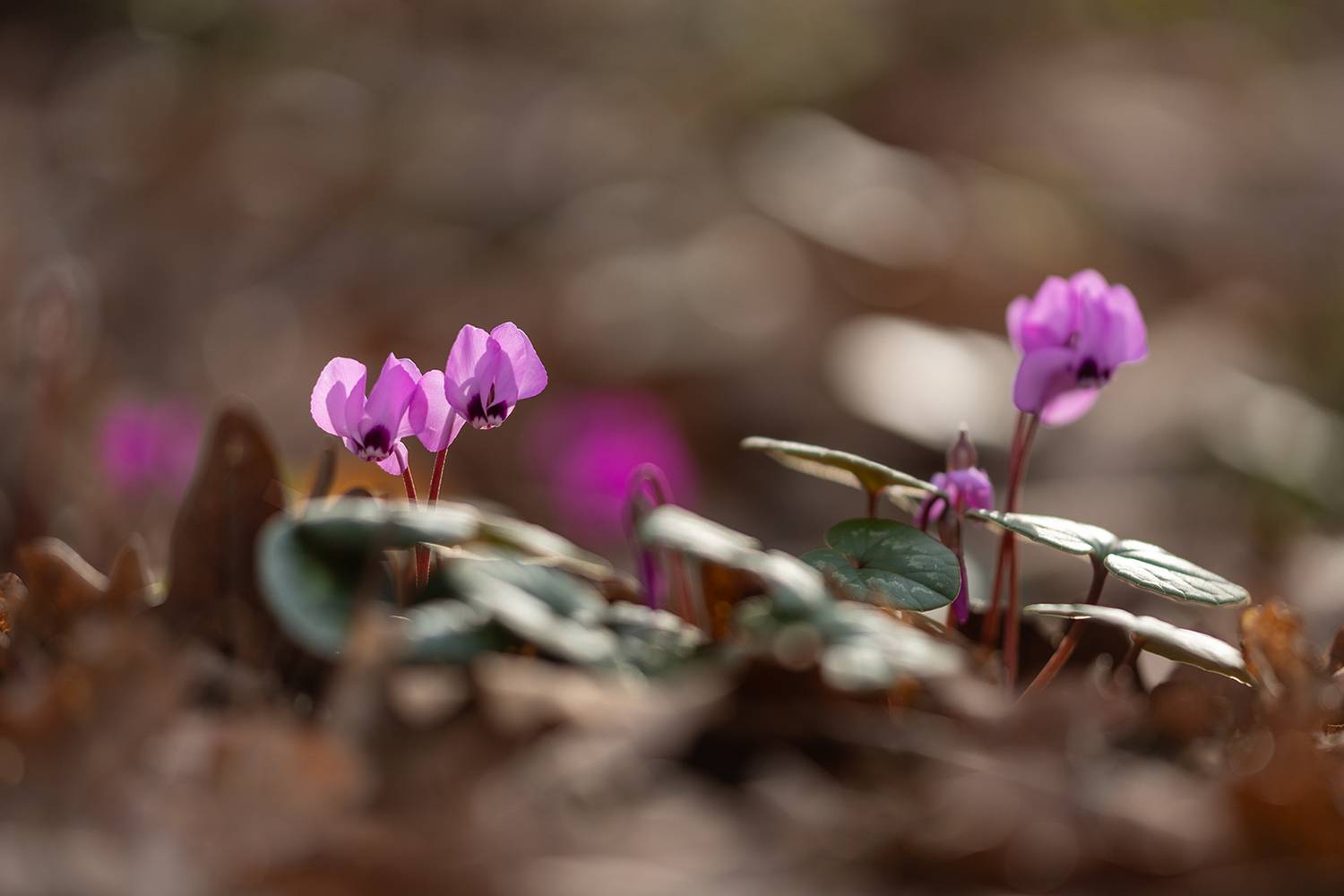 , Илья Михеев