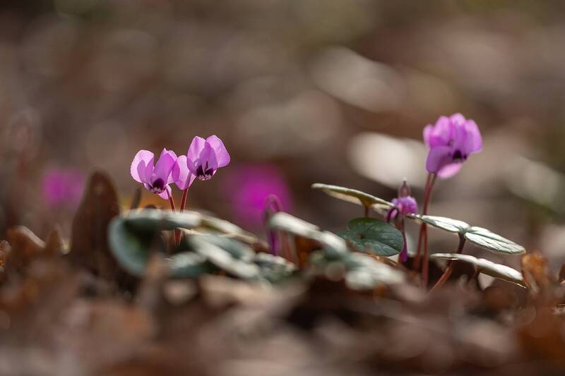Зимние цветы - Цикламены фото превью