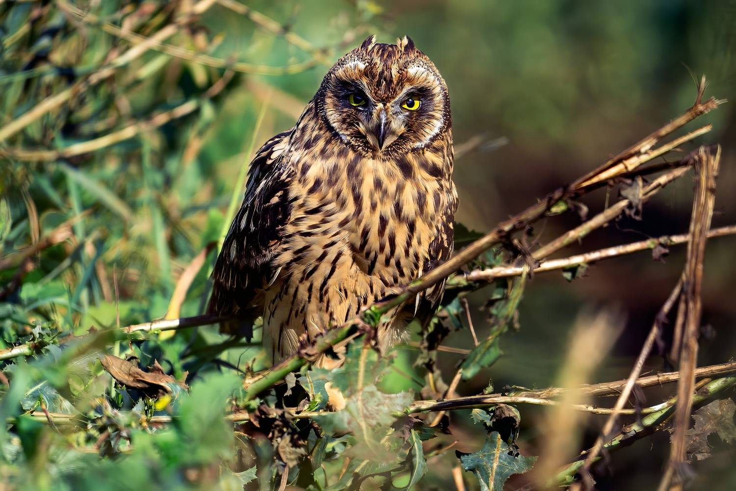 , Александр Велин