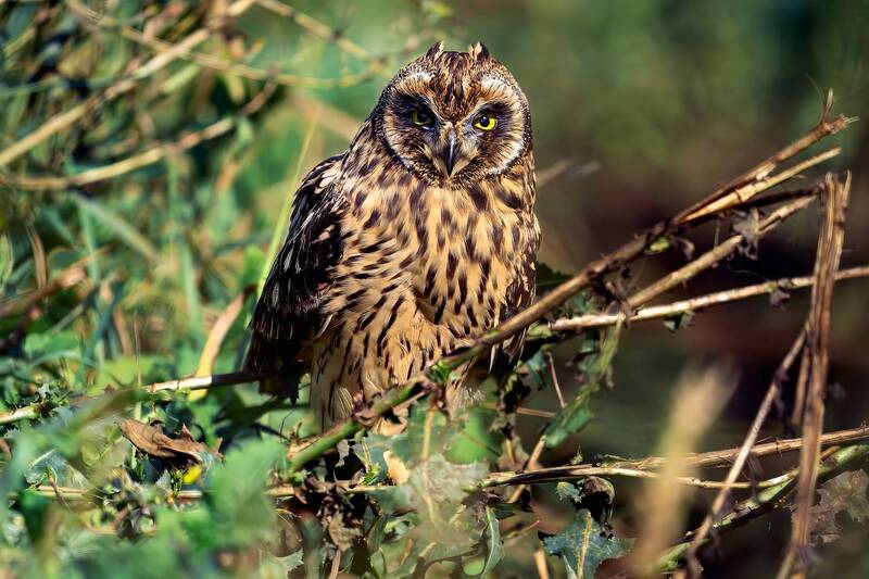 среди листвы фото превью