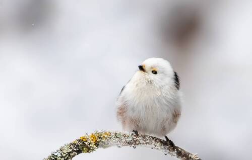Длиннохвостая синица (Aegithalos caudatus).