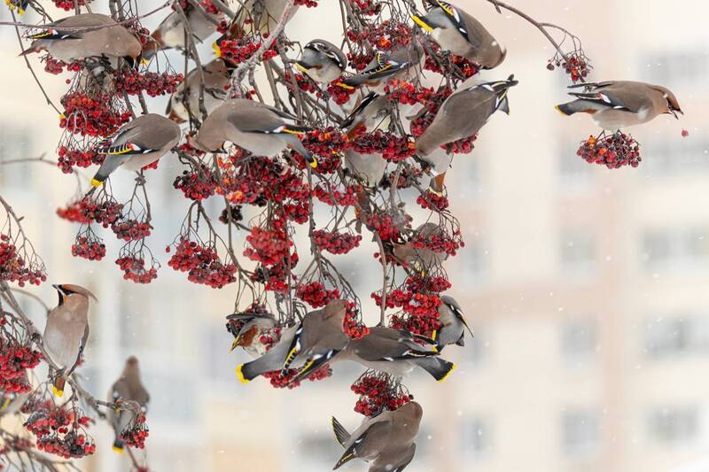 саранча, свиристель, птицы, рябина Саранча фото превью