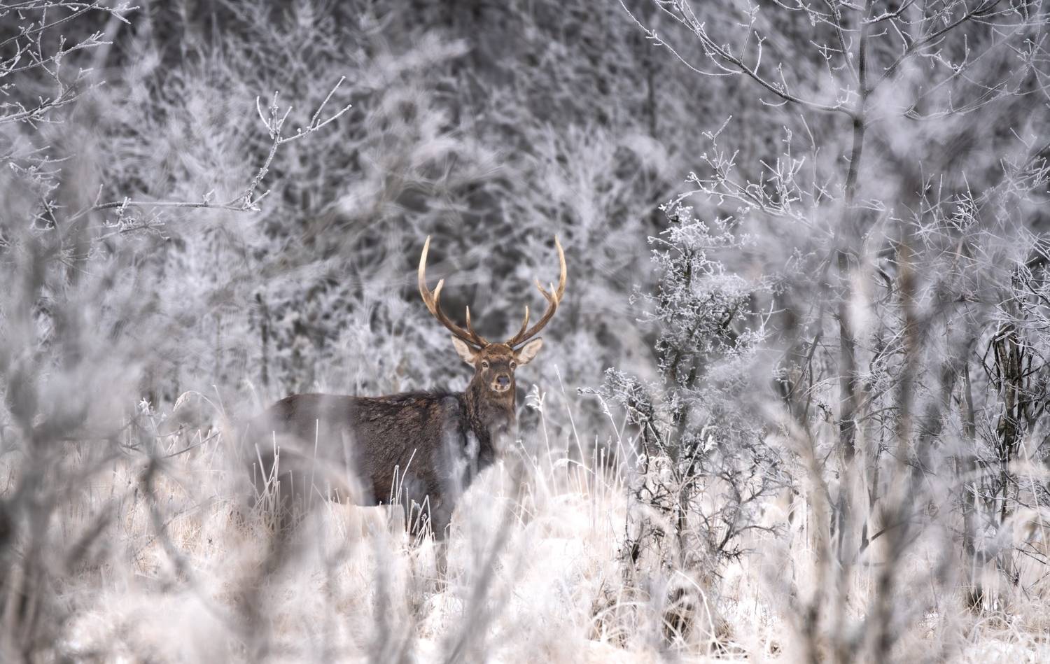 , Климина Татьяна