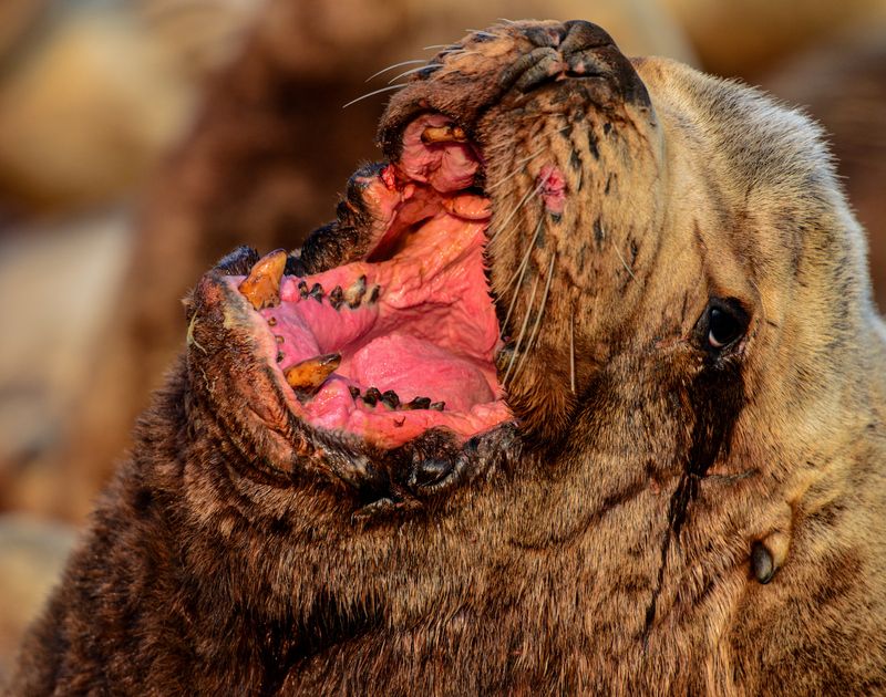 Сивуч  фото превью
