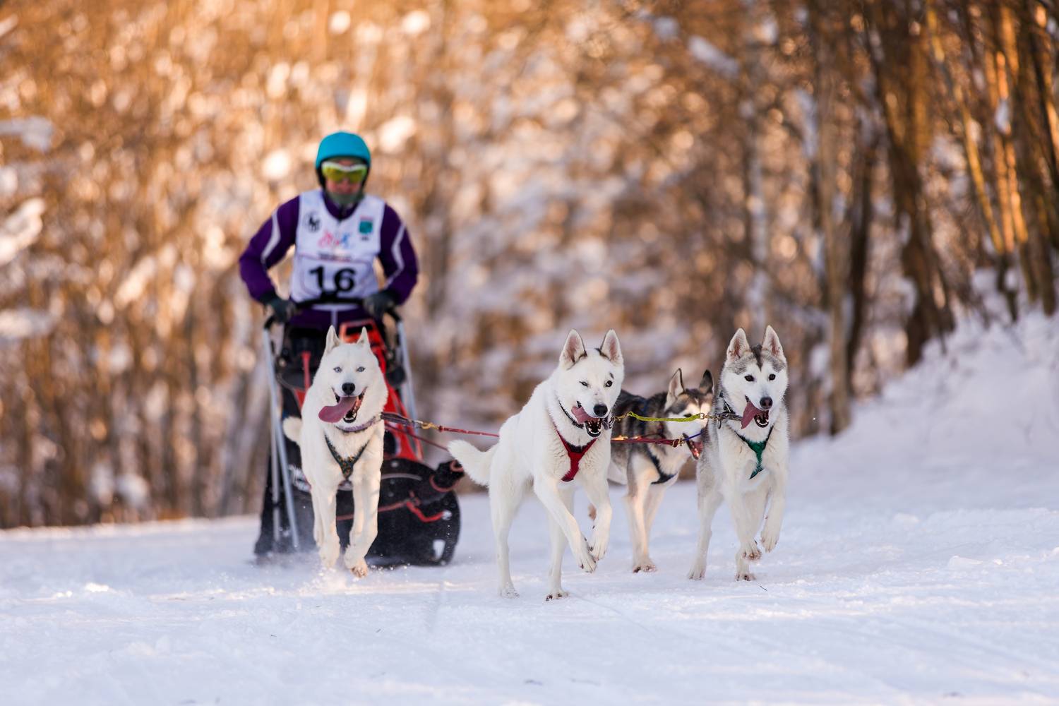 , Ирина Шестакова