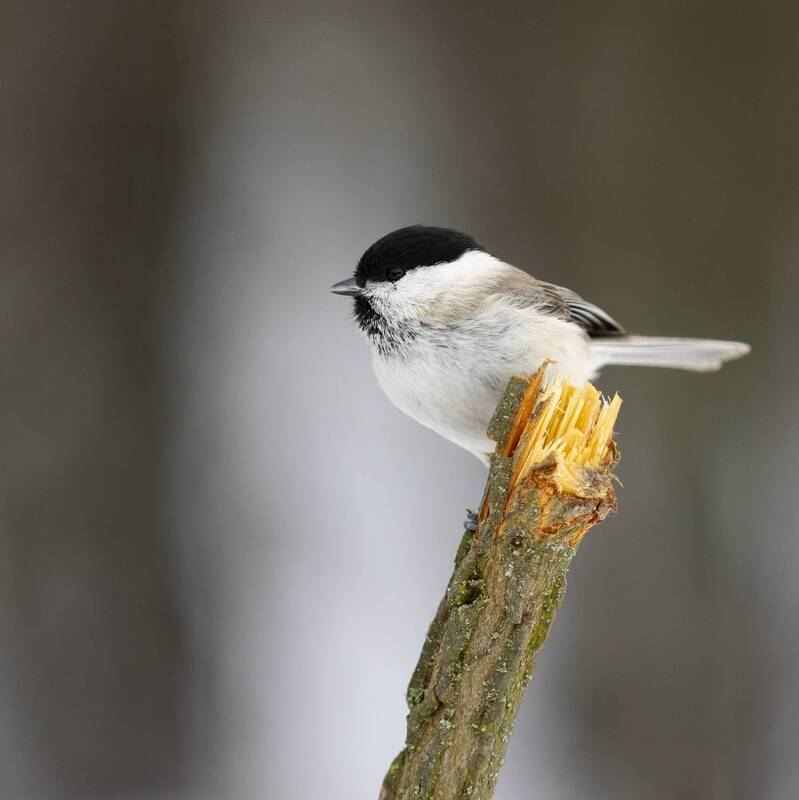 Пухляк фото превью