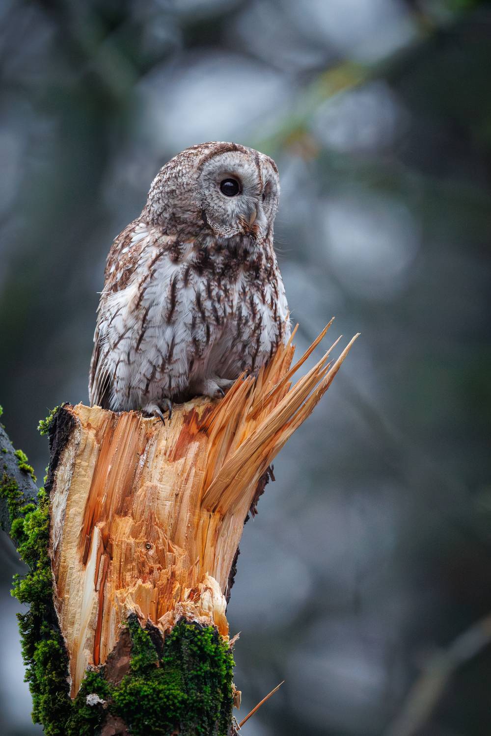 , Антон Науменко
