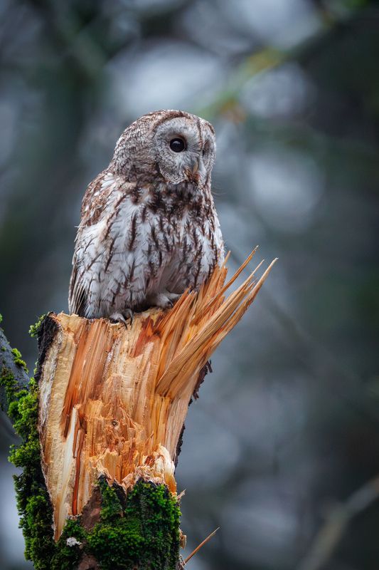 На посту фото превью