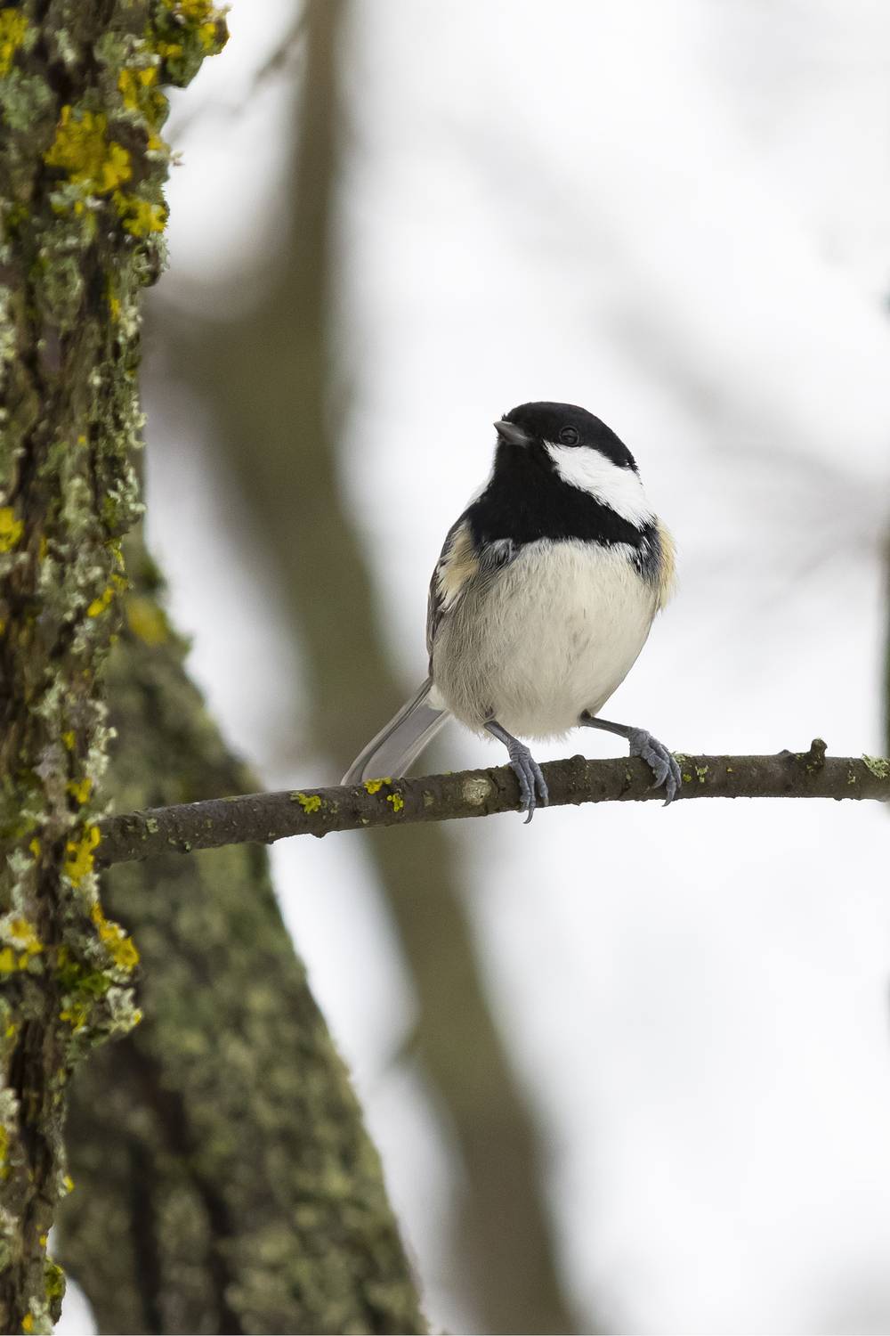 , Валерий Черняк