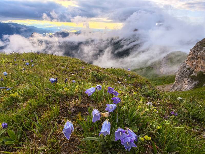 Колокольчики природного парка \