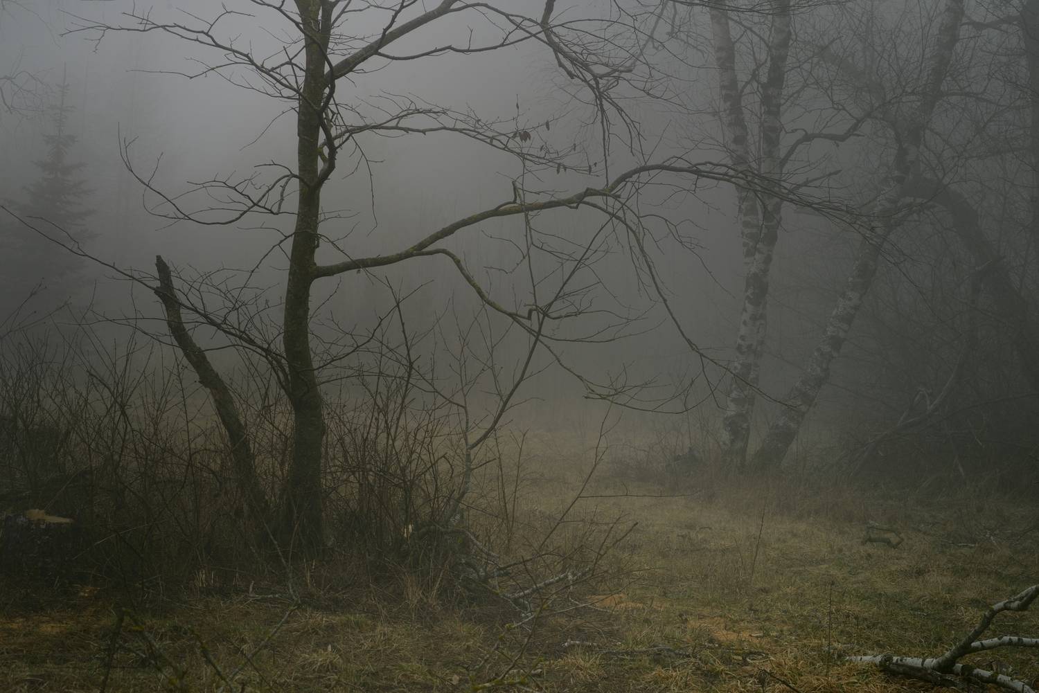 утро, туман, зима, Александр Жарников