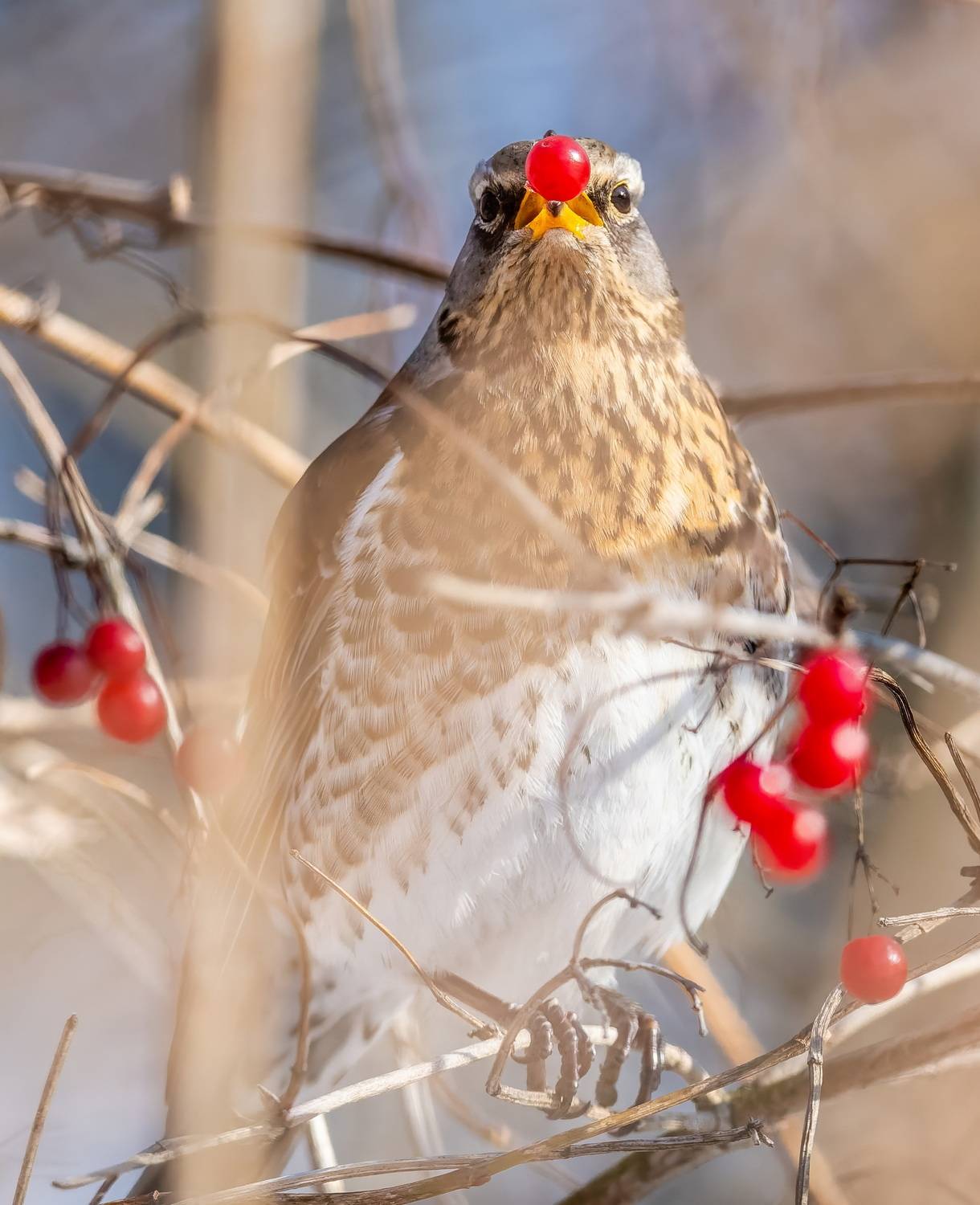, Дем Константин