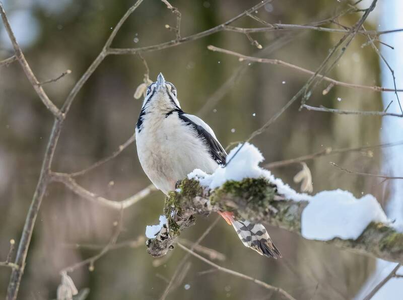 *** фото превью