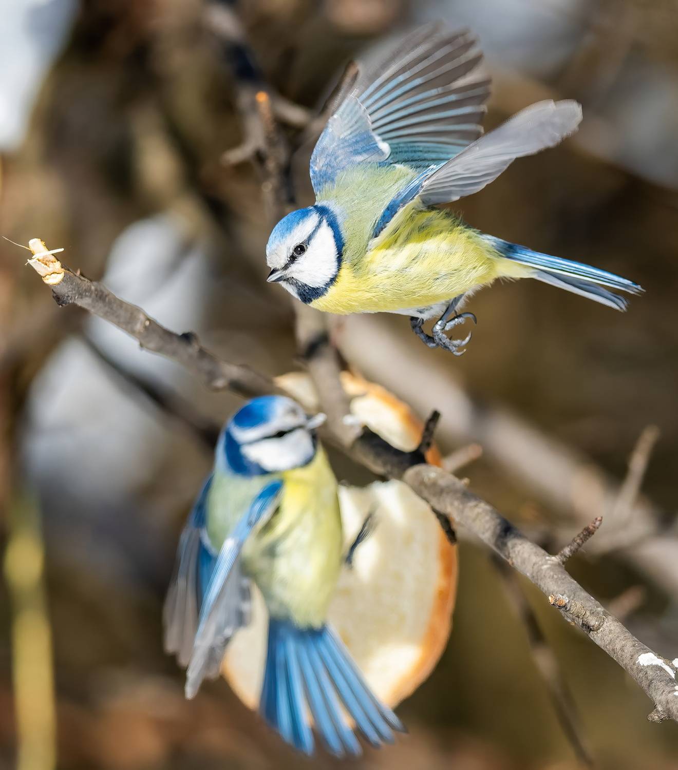 , Дем Константин