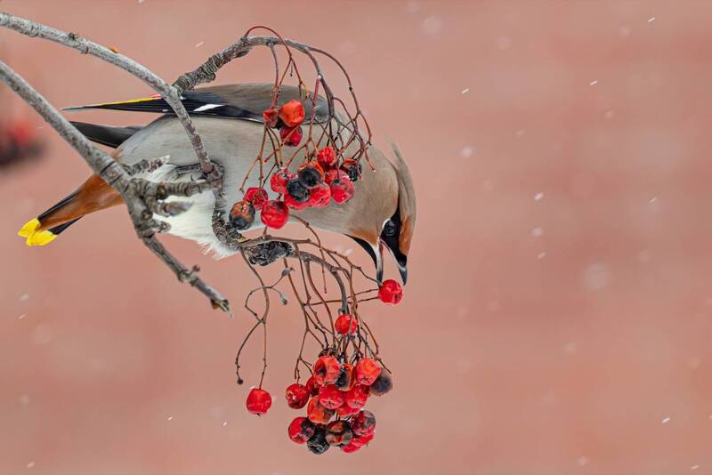 свиристель, рябина, птицы Свиристель фото превью