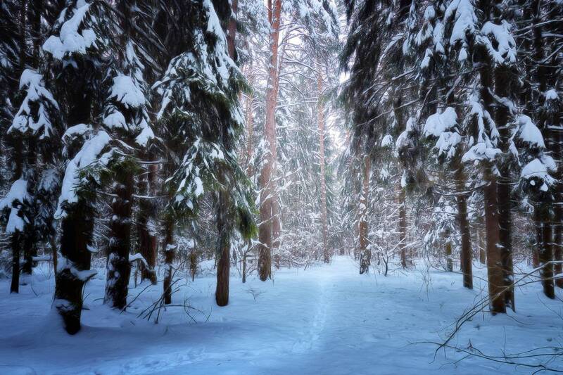 В заснеженном лесу фото превью