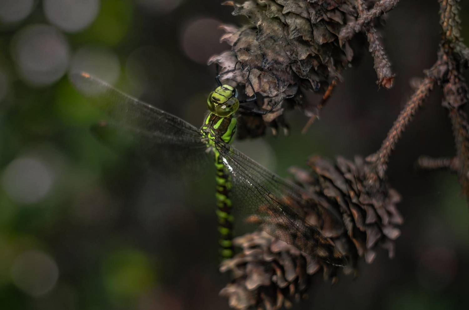 , Настя Махова