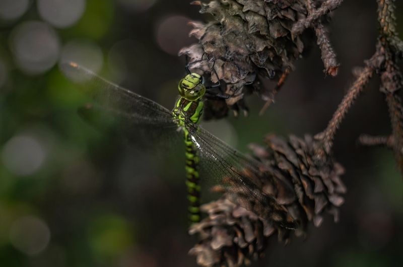 Коромысло зеленое  фото превью