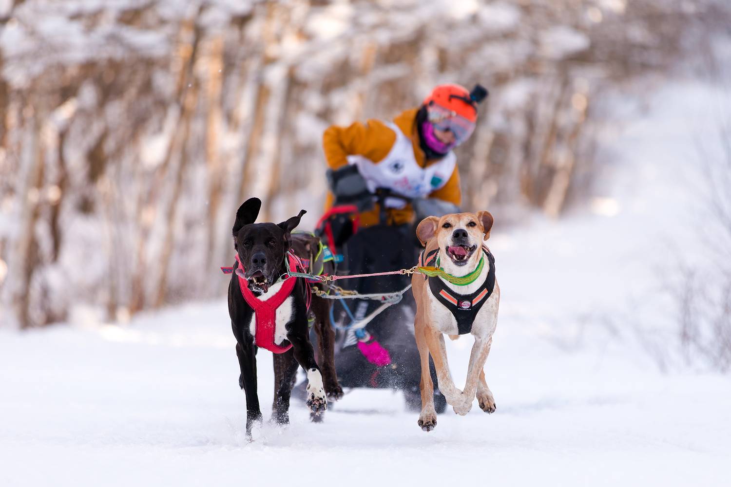 , Ирина Шестакова