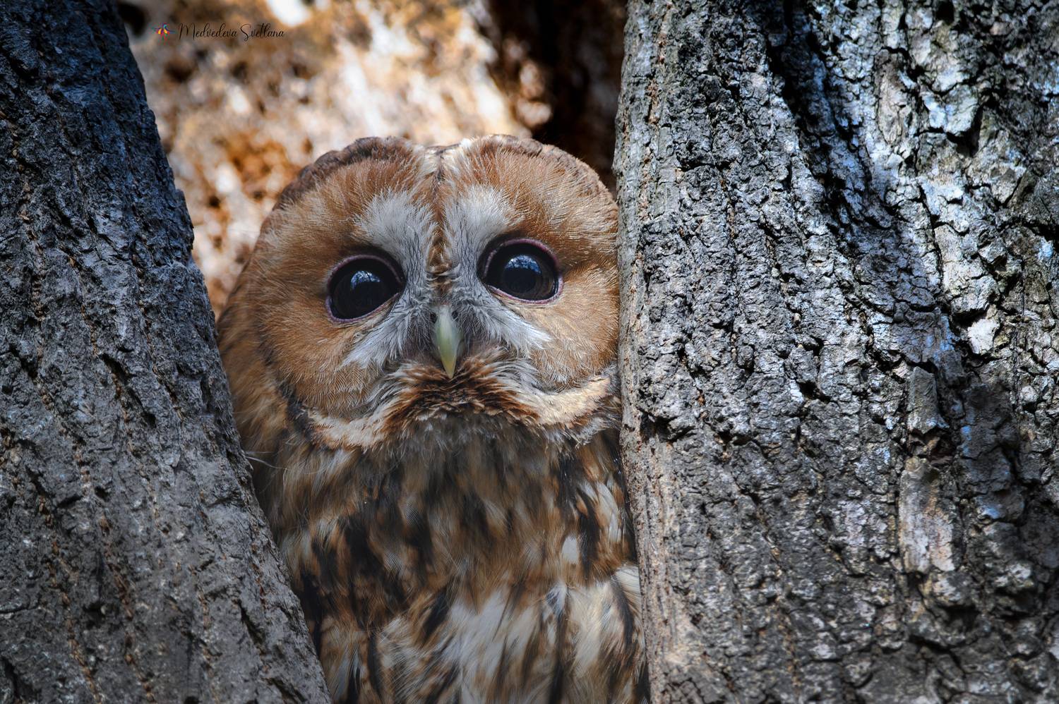 фотоохота, птица, сова, неясыть, серая неясыть, Медведева Светлана