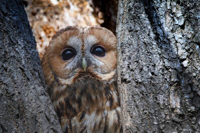 фотоохота, птица, сова, неясыть, серая неясыть Сама невинность. фото превью