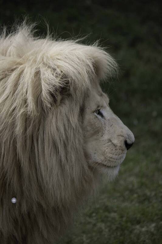 White lion фото превью