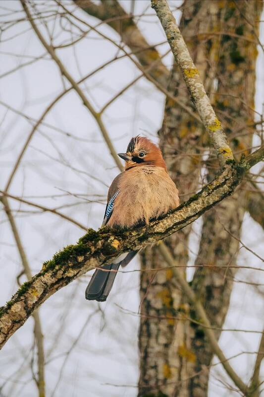Сойка фото превью