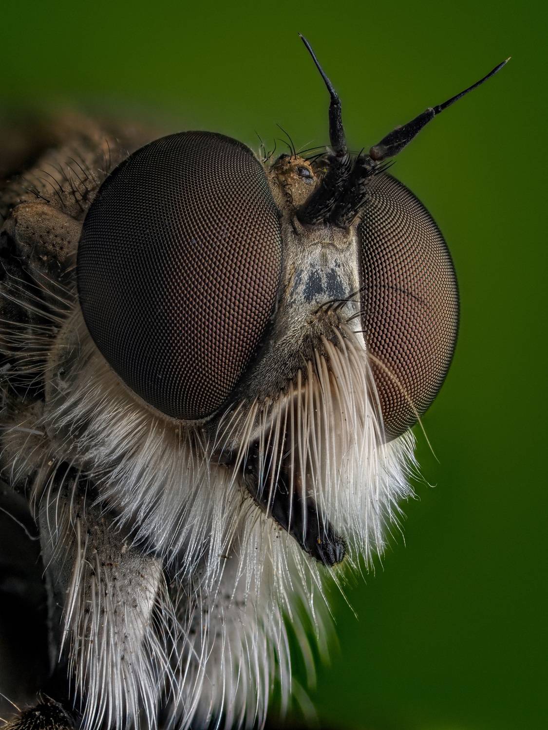 , Олег Савицкий