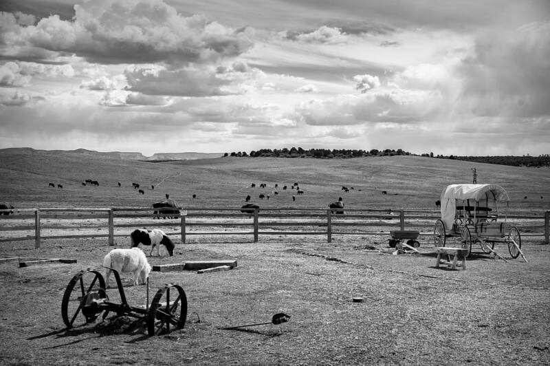 Бизонья ферма. Дикий Запад фото превью