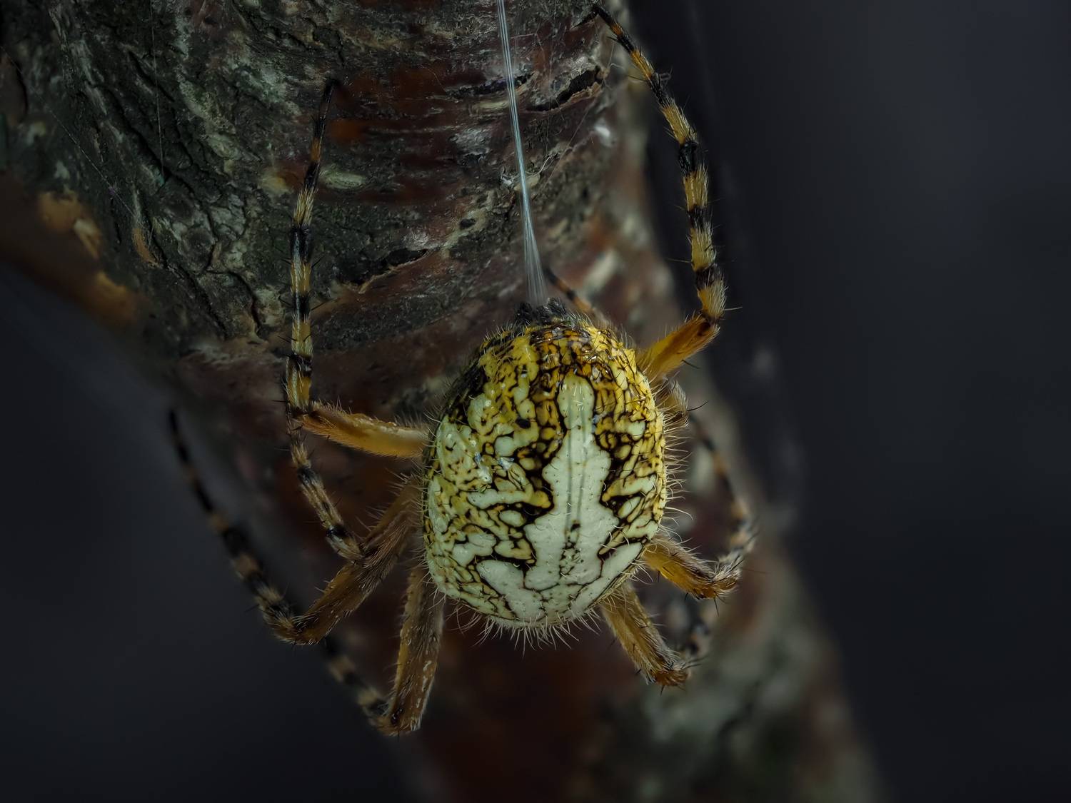 , Олег Савицкий