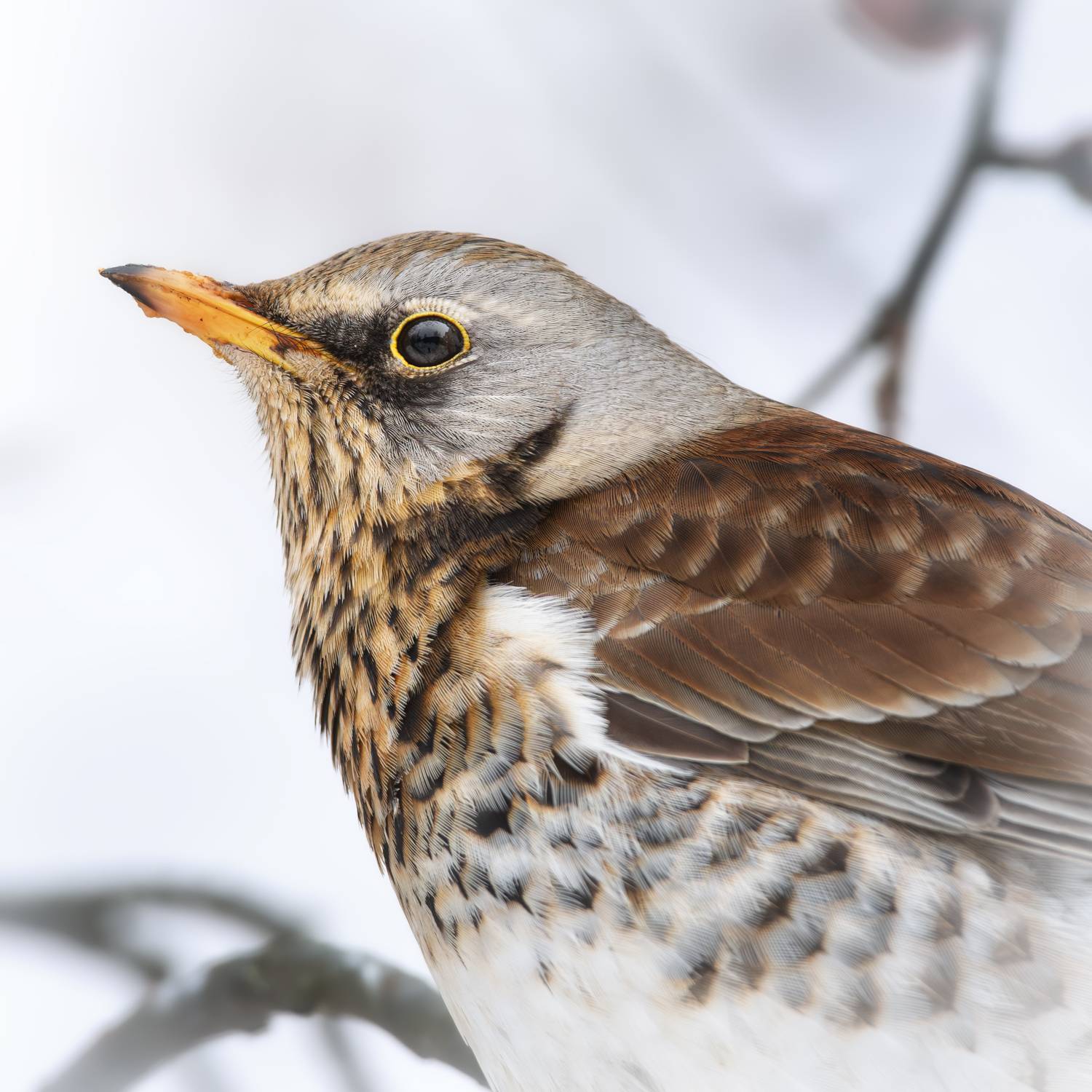 wildlife, birdwatching, nature, bird photography, птица, фотоохота, природа, гренадерка, Полина Шальнева