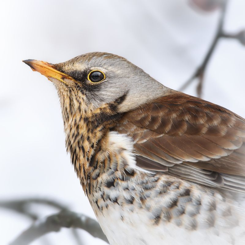 wildlife, birdwatching, nature, bird photography, птица, фотоохота, природа, гренадерка Рябинник  фото превью
