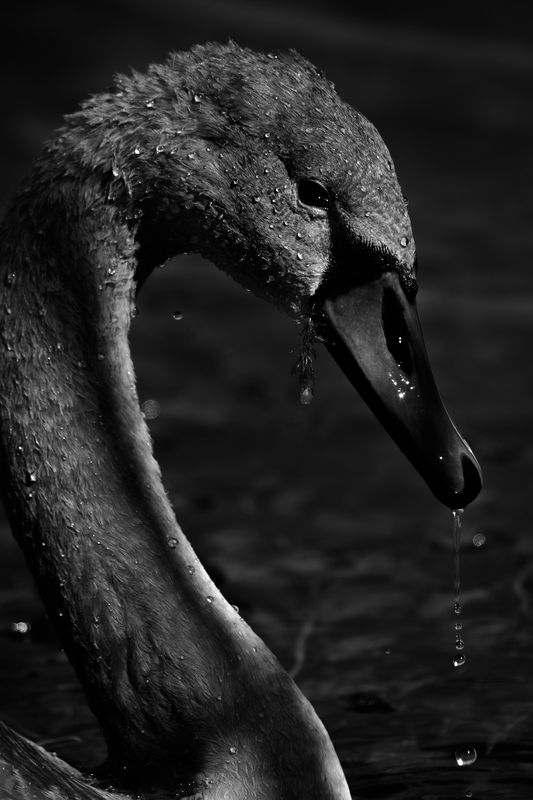 лебедь шипун, гадкий утёнок Почти лебедь фото превью